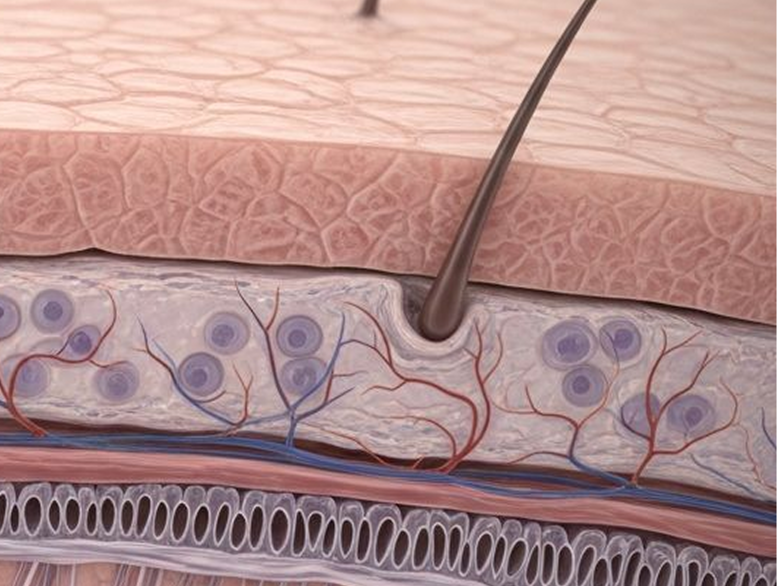 Why Doesn’t Hair Grow the Way It Used To Grow Before?